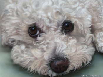 bichon frise pastel pet painting small white dog