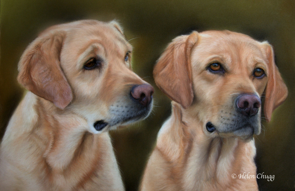 two yellow dogs against a dark background