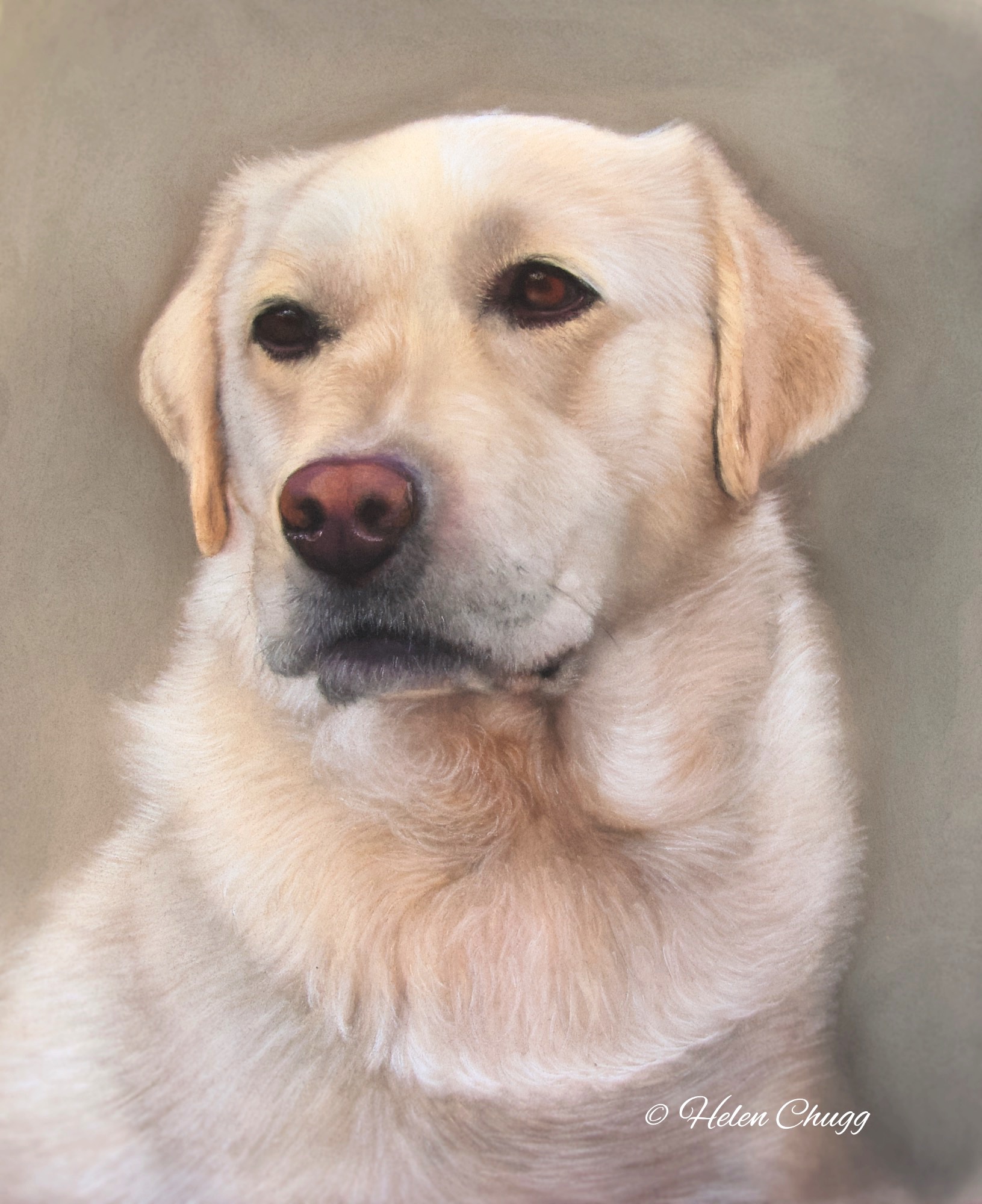 soft pastel colour dog against a beige background